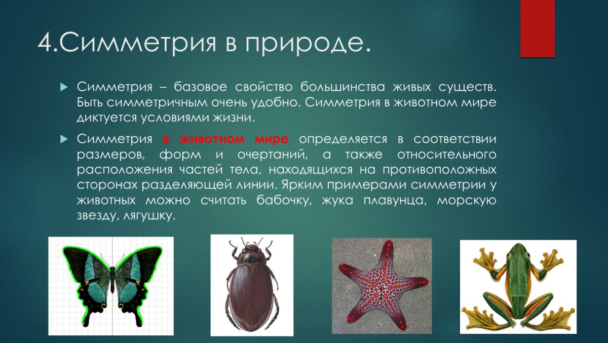 Типы симметрии в природе