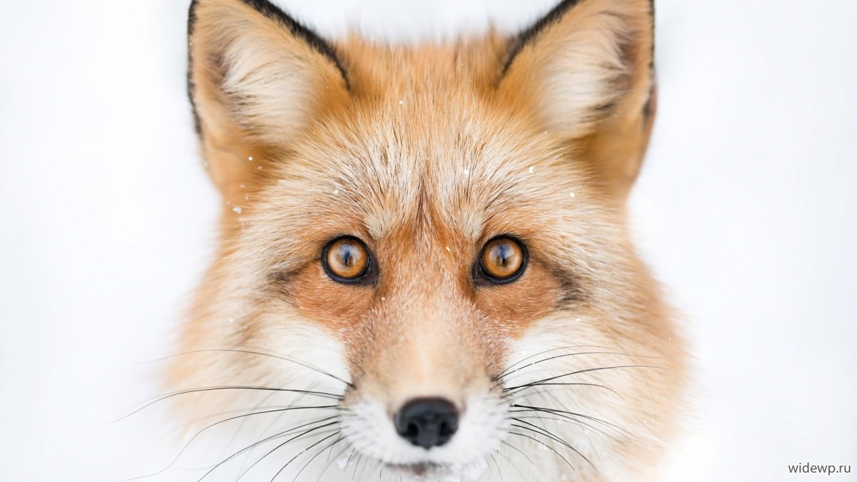Голова лисы