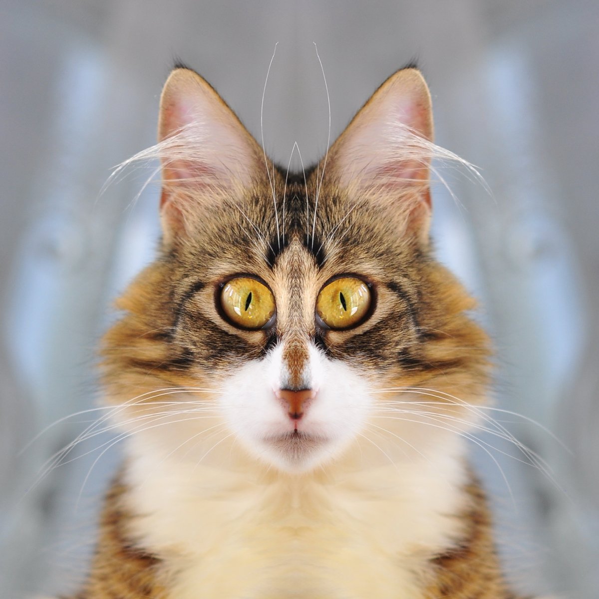 Симметричные коты