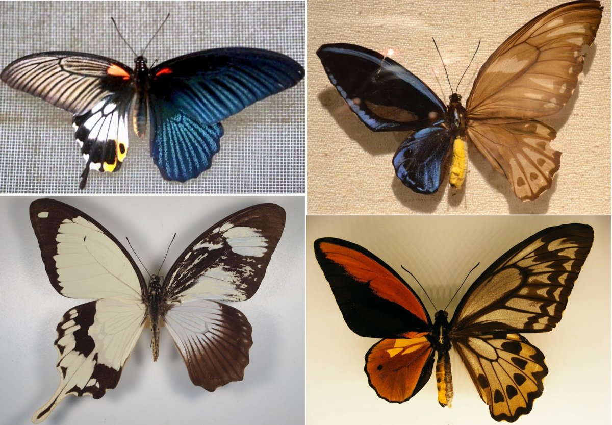 Бабочка гинандроморф