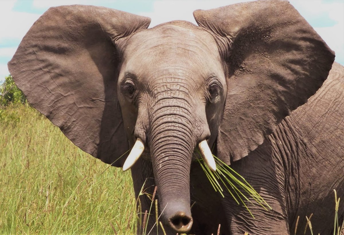 Машина с ушами слона