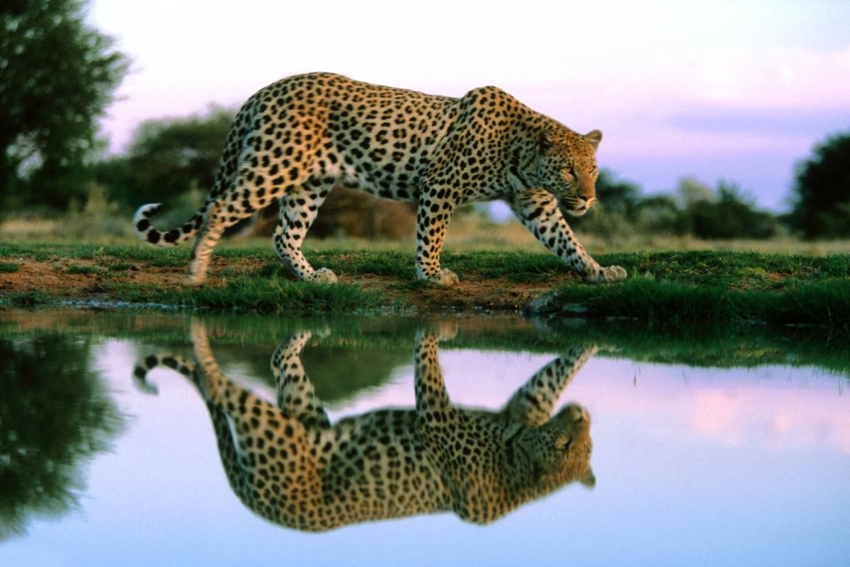 Бенгальский гепард