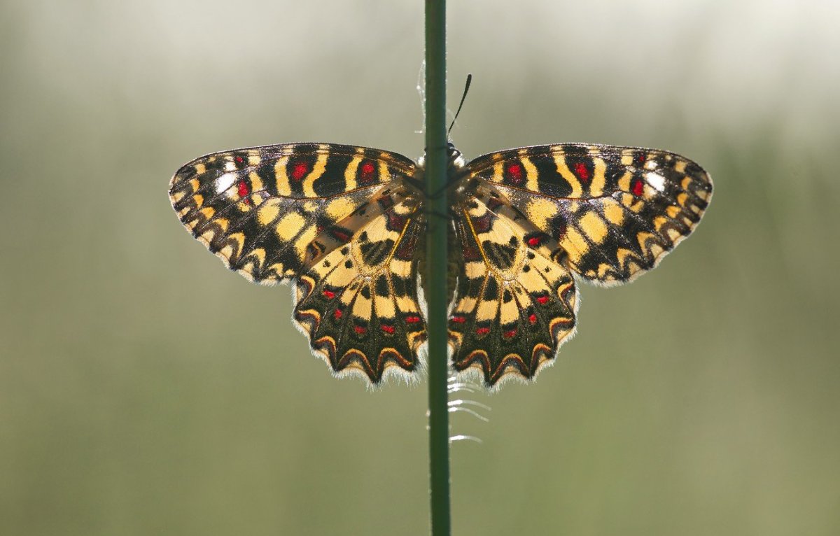 Симметрия в природе