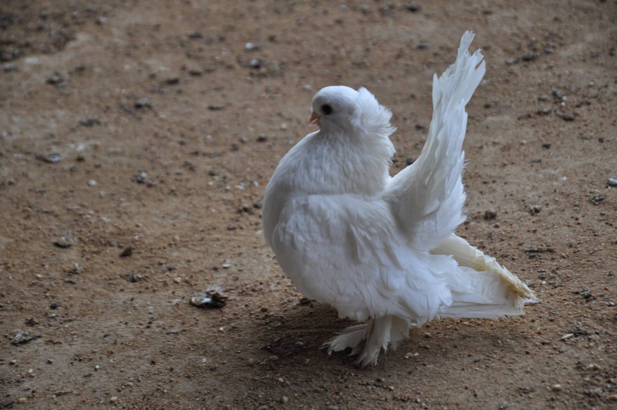 Омские статные голуби