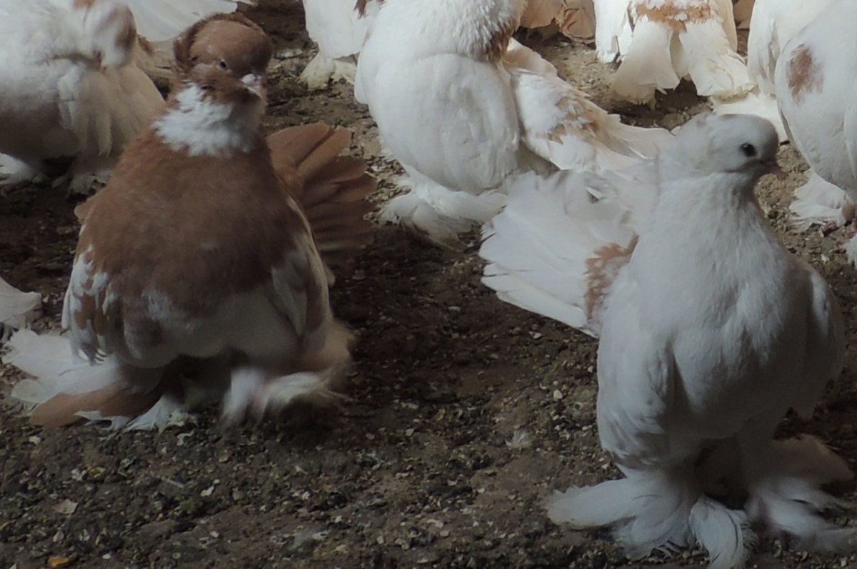 Самые красивые статные голуби