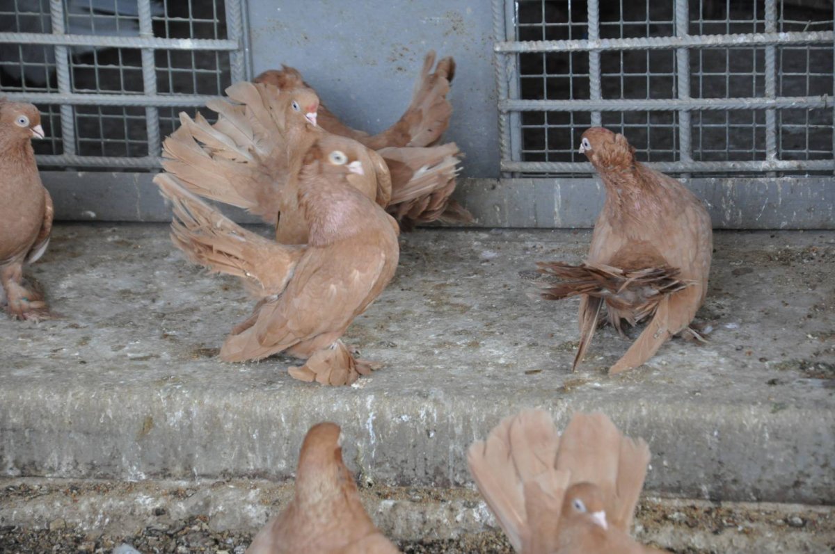 Ейские статные голуби