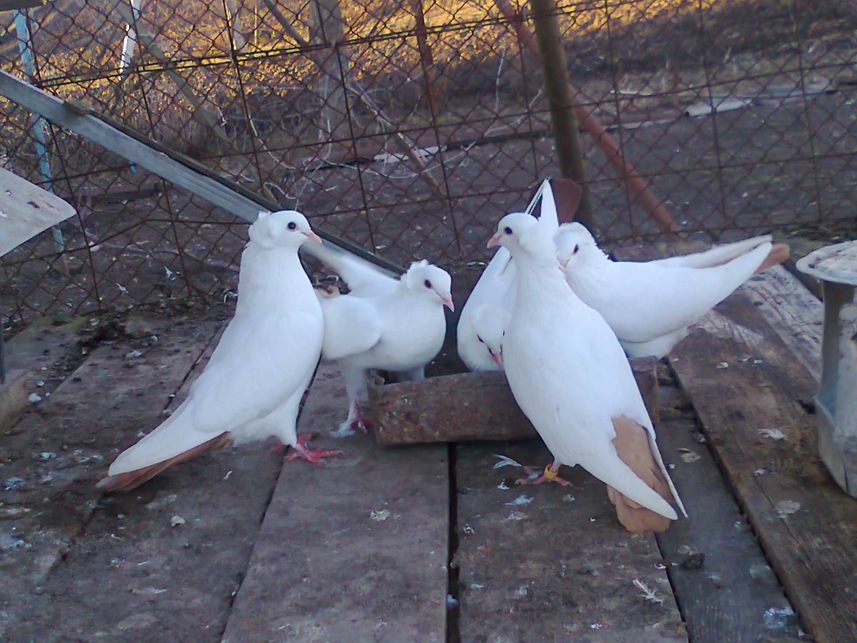 Бойные Бакинские голуби Краснодарский