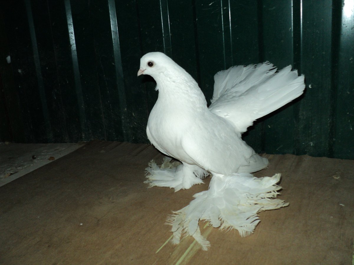 Омские белые статные голуби