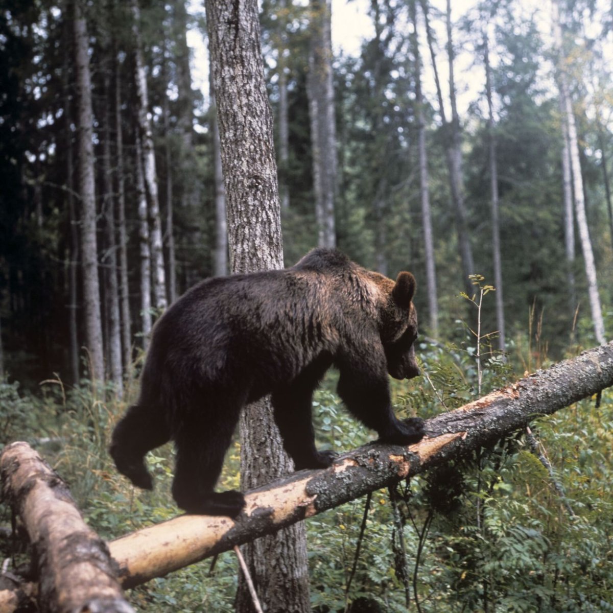 Животные леса