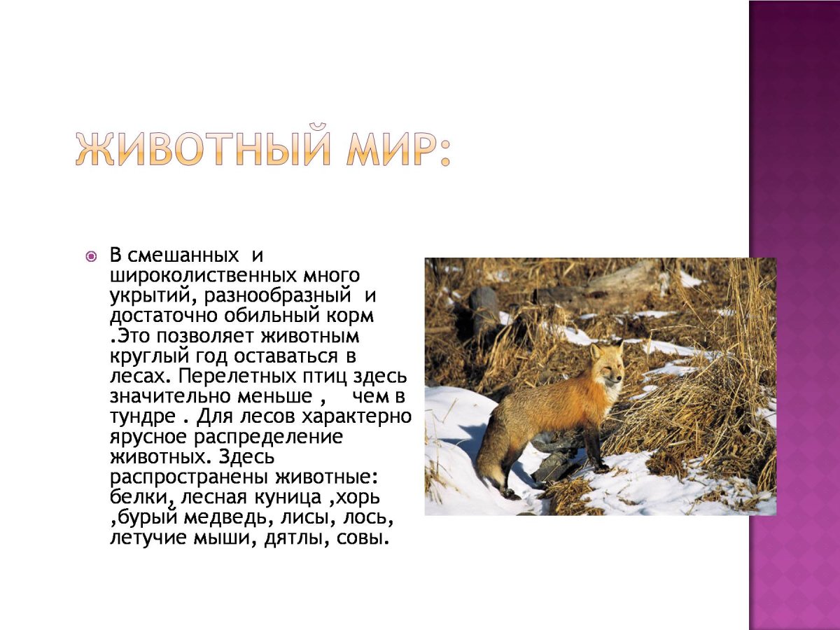 Животный мир смешанных лесов