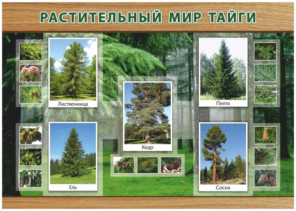 Растительность тайги