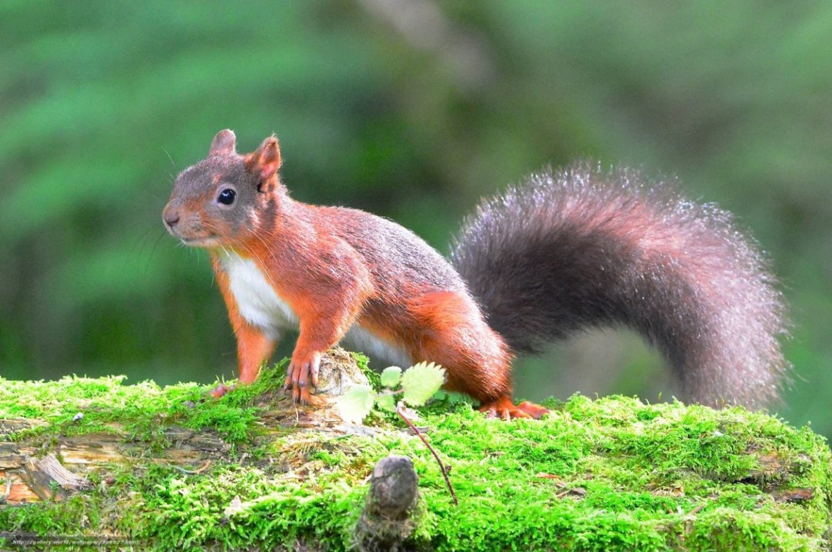 Желтогорлая белка