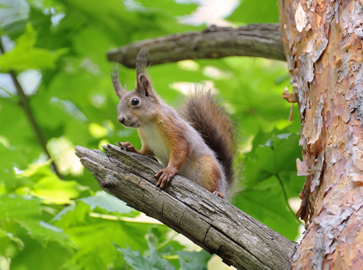 Белка на ветке