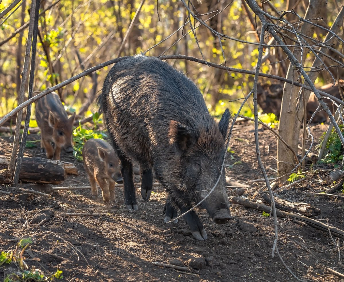 Стадо Кабанов секач