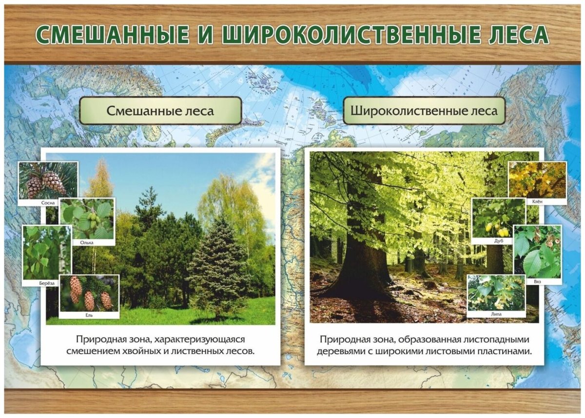 Природная зона смешанных лесов