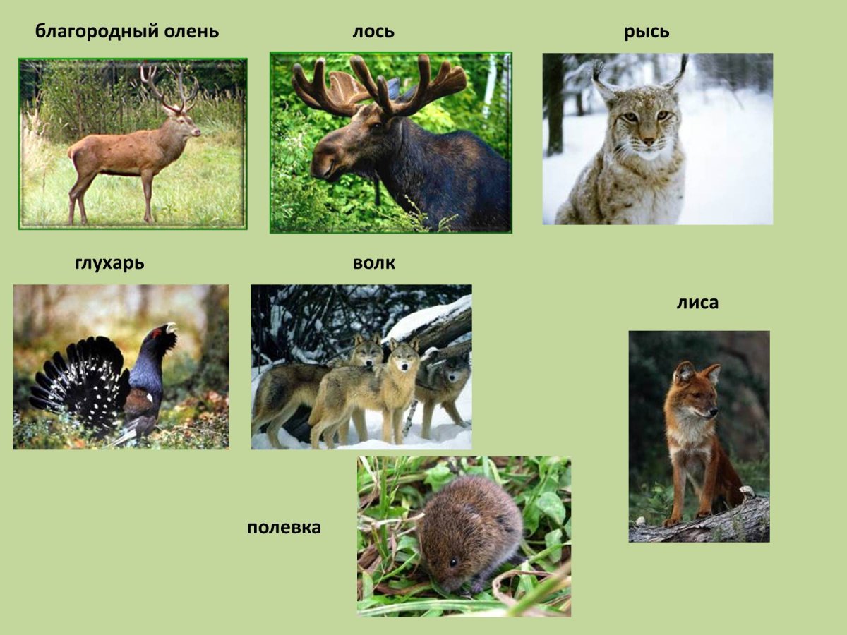 Животные смешанного леса