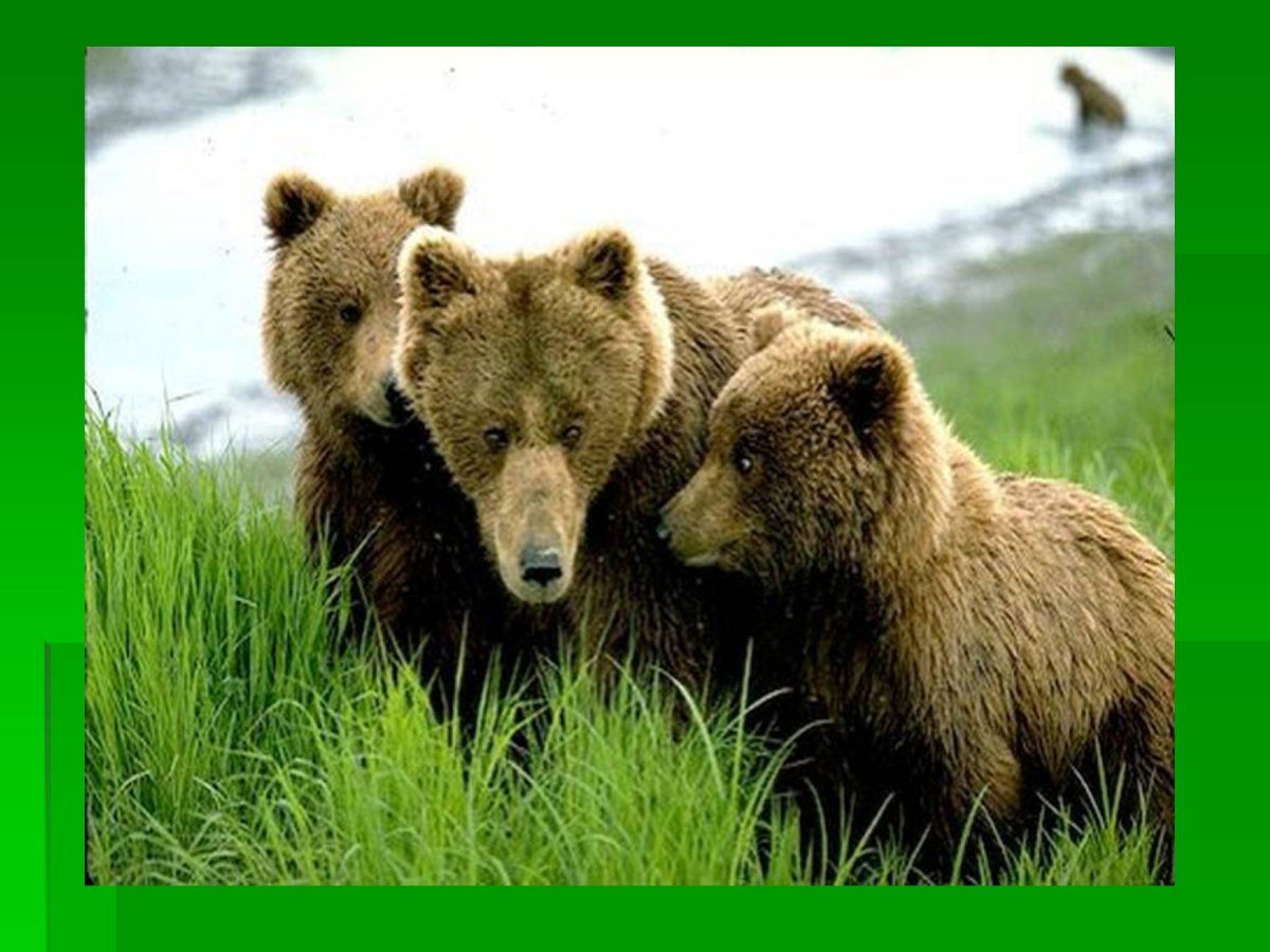 Животных лесных зон