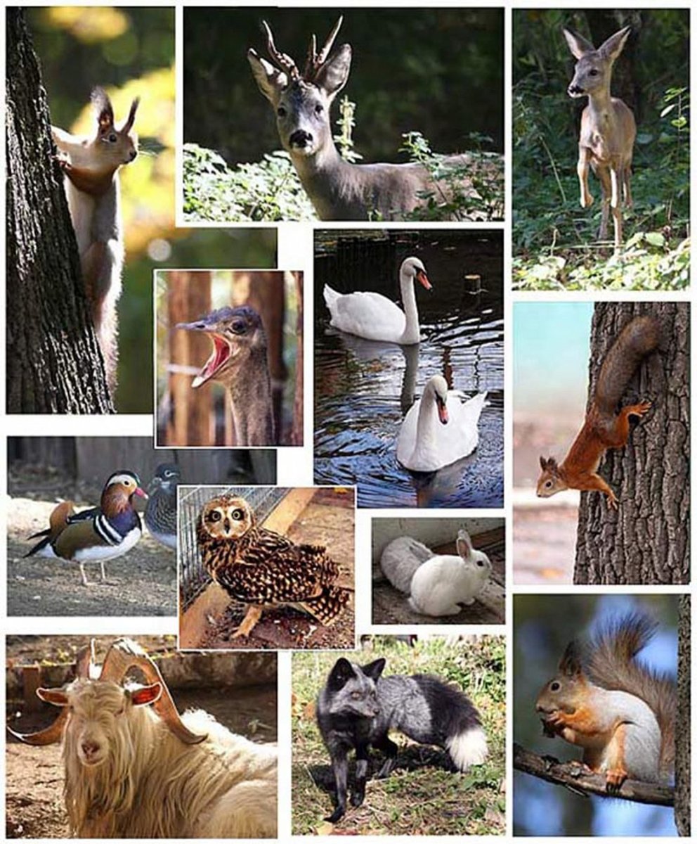 Флора и фауна