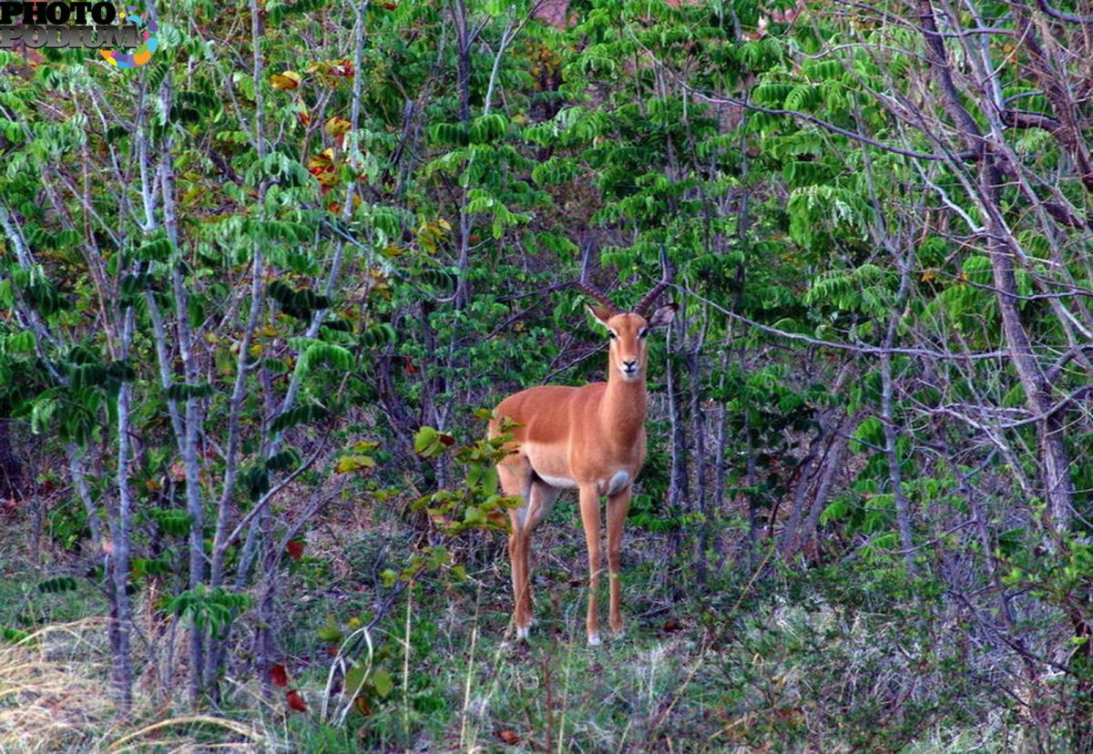 Широколиственный лес фауна