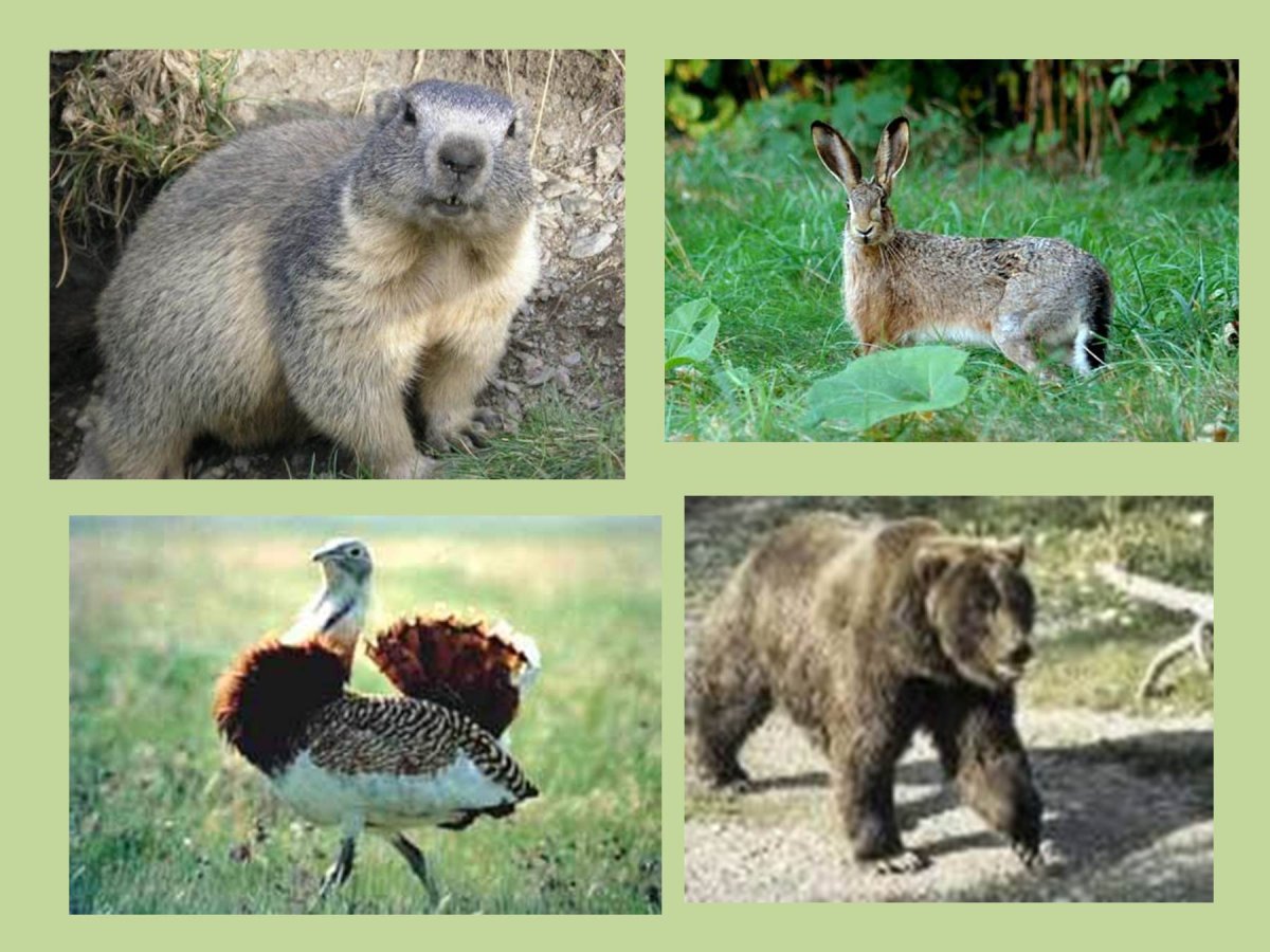 Животное Лесной зоны отодвинь есть стул