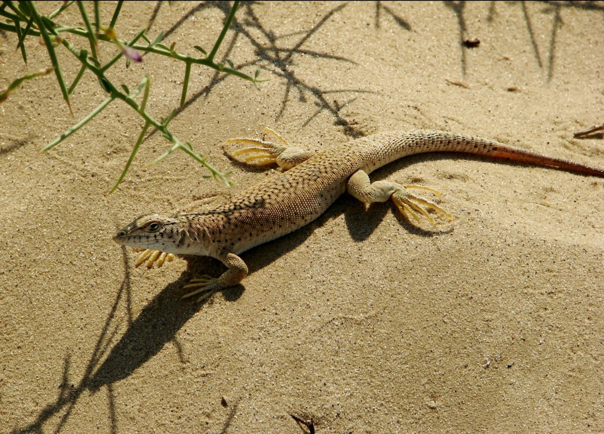 Сетчатая ящурка