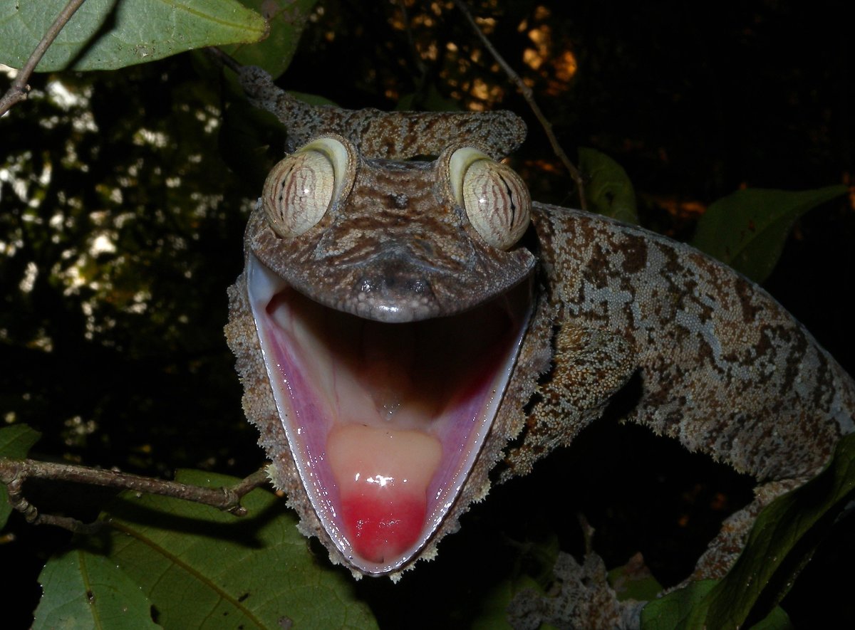 Uroplatus fimbriatus