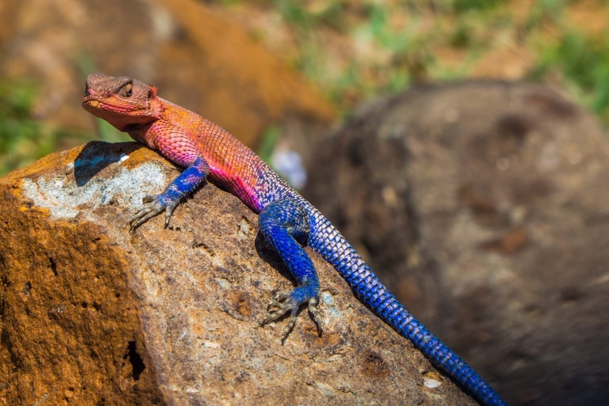 Агама Мванза