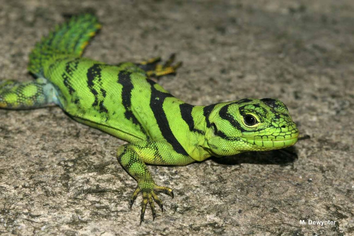 Желтая игуана