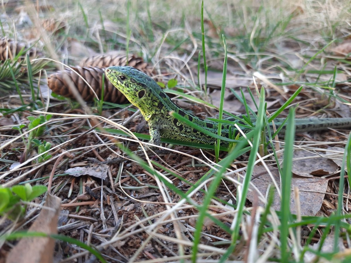 Ящерицы Татарстана