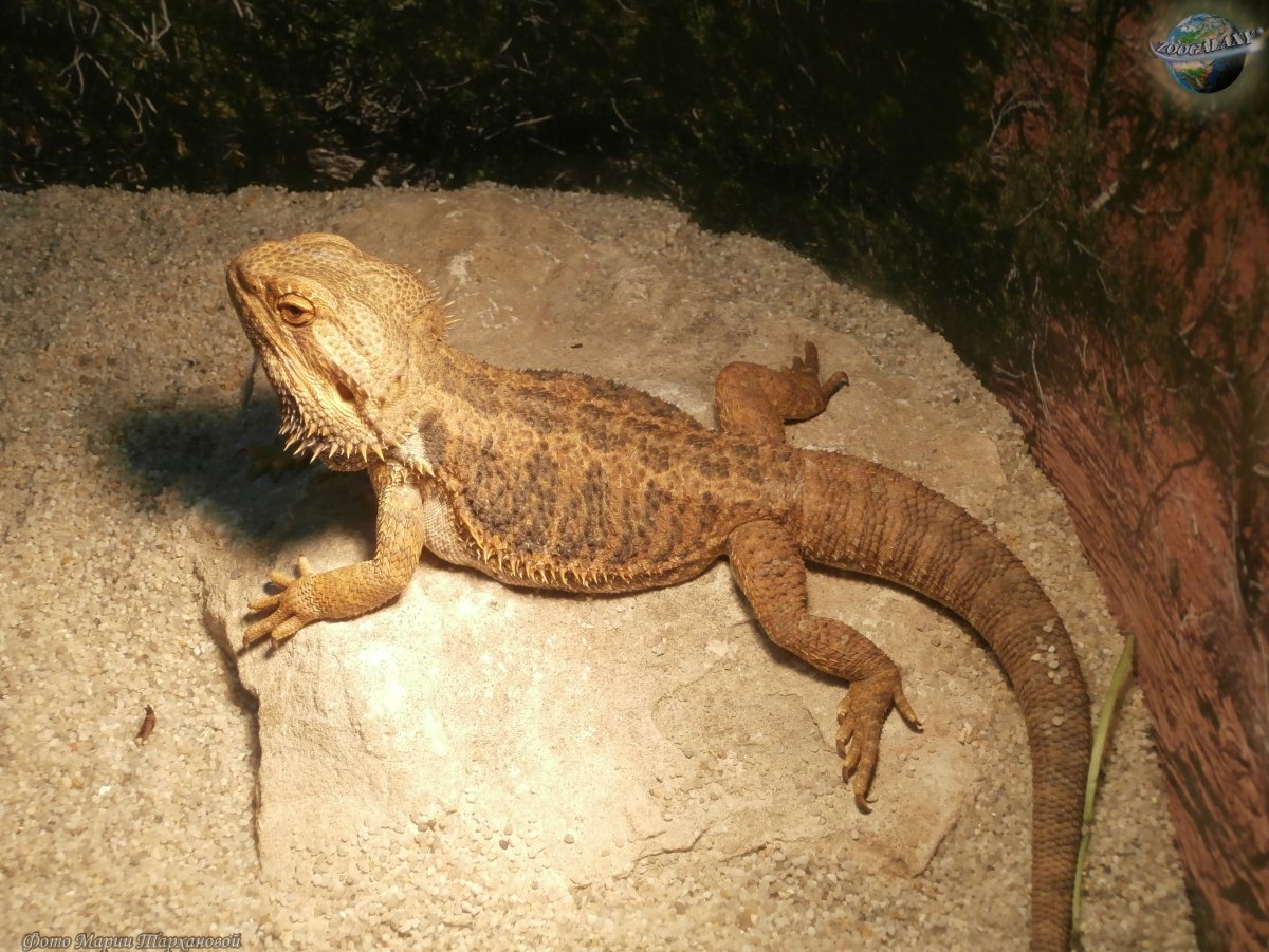 Бородатая агама рыжая