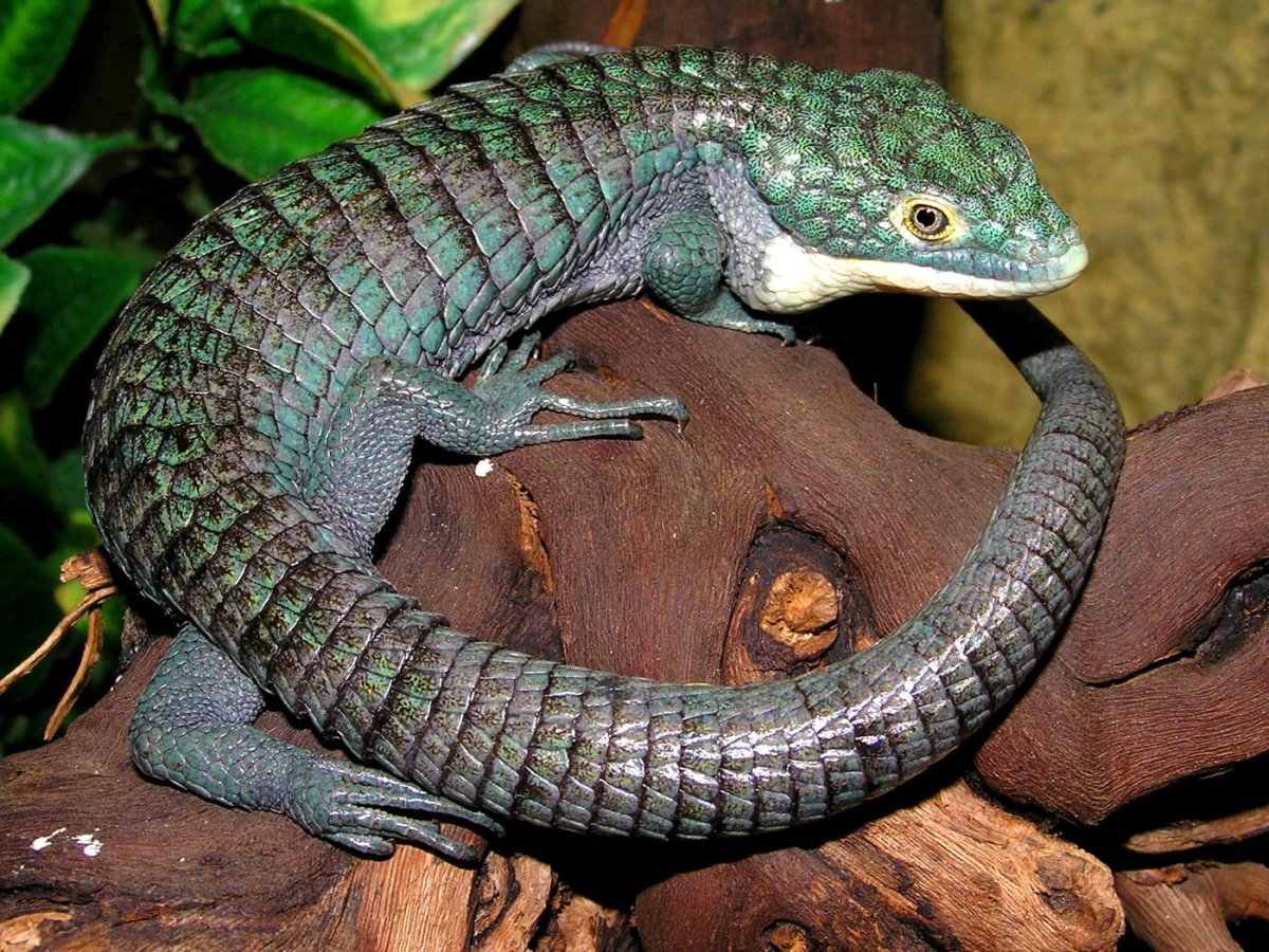 Аброния Лизард