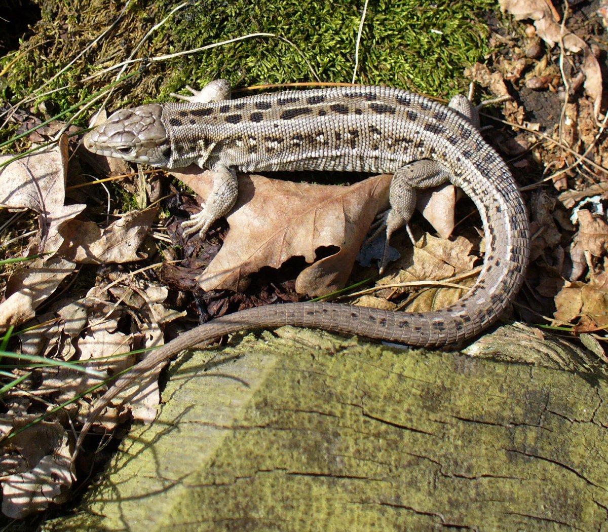 Пресмыкающиеся прыткая ящерица