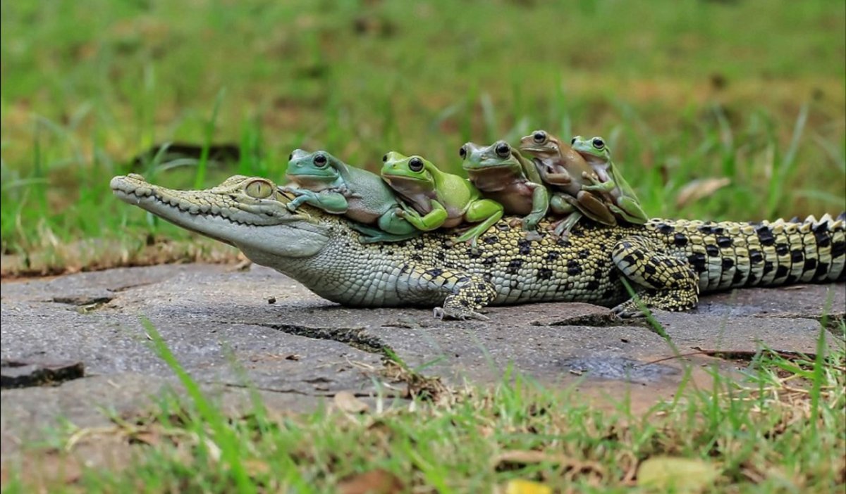 Пресмыкающиеся крокодил