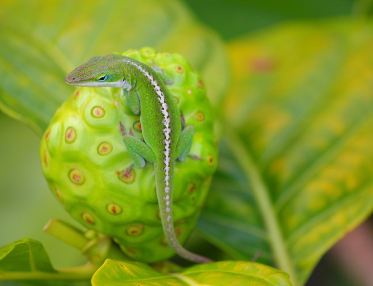 Геккон обширное семейство ящериц