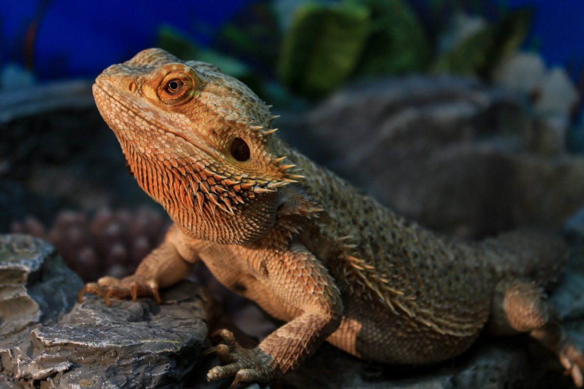 Ящерка бородатая агама