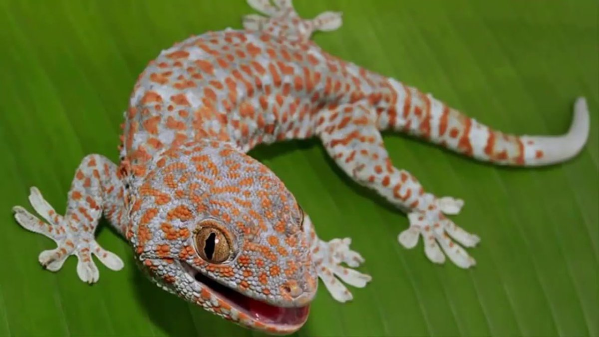 Ящерица Гекко