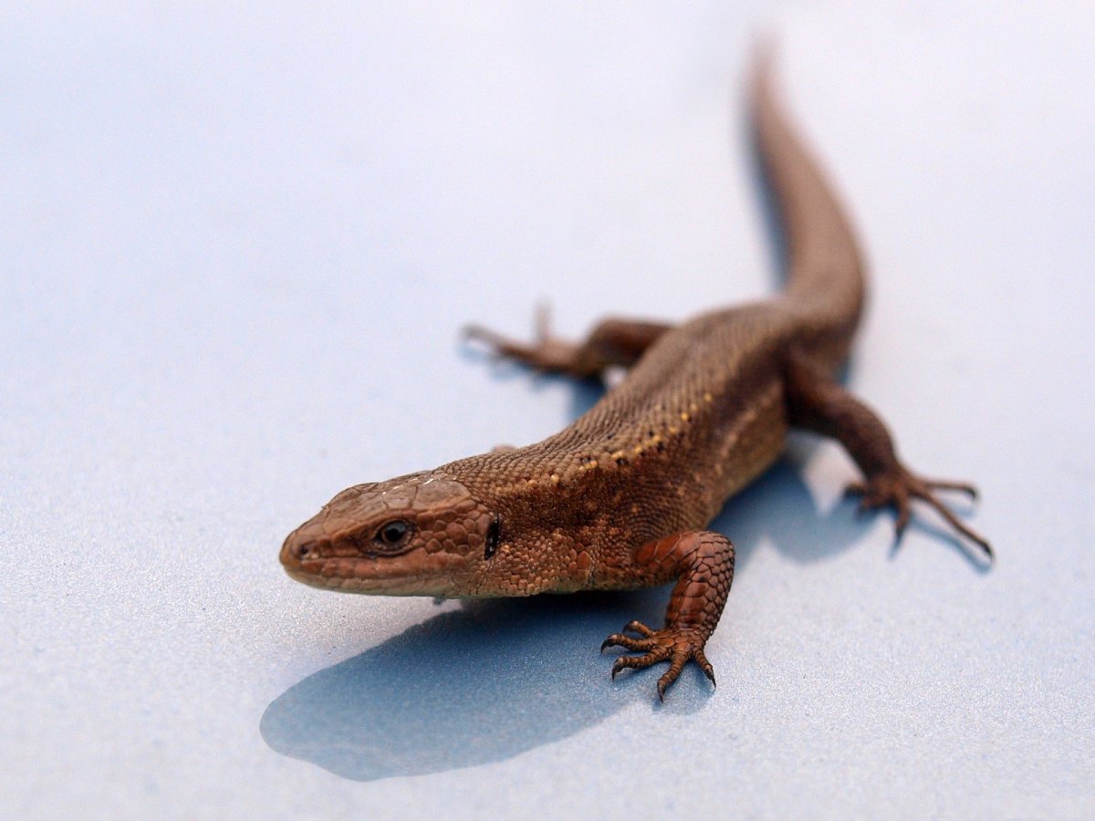 Ящерица для дошкольников