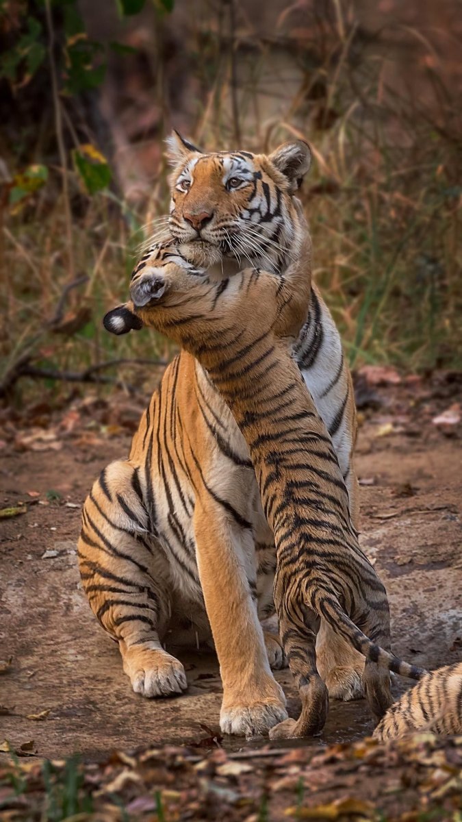 Южно-китайский тигр