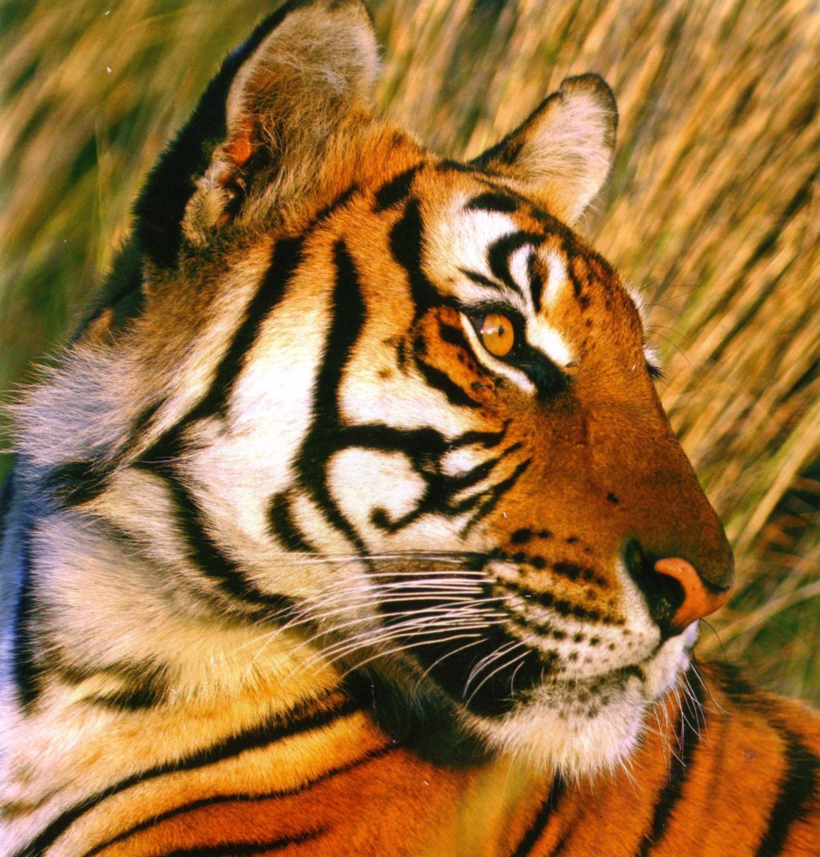 Степной тигр