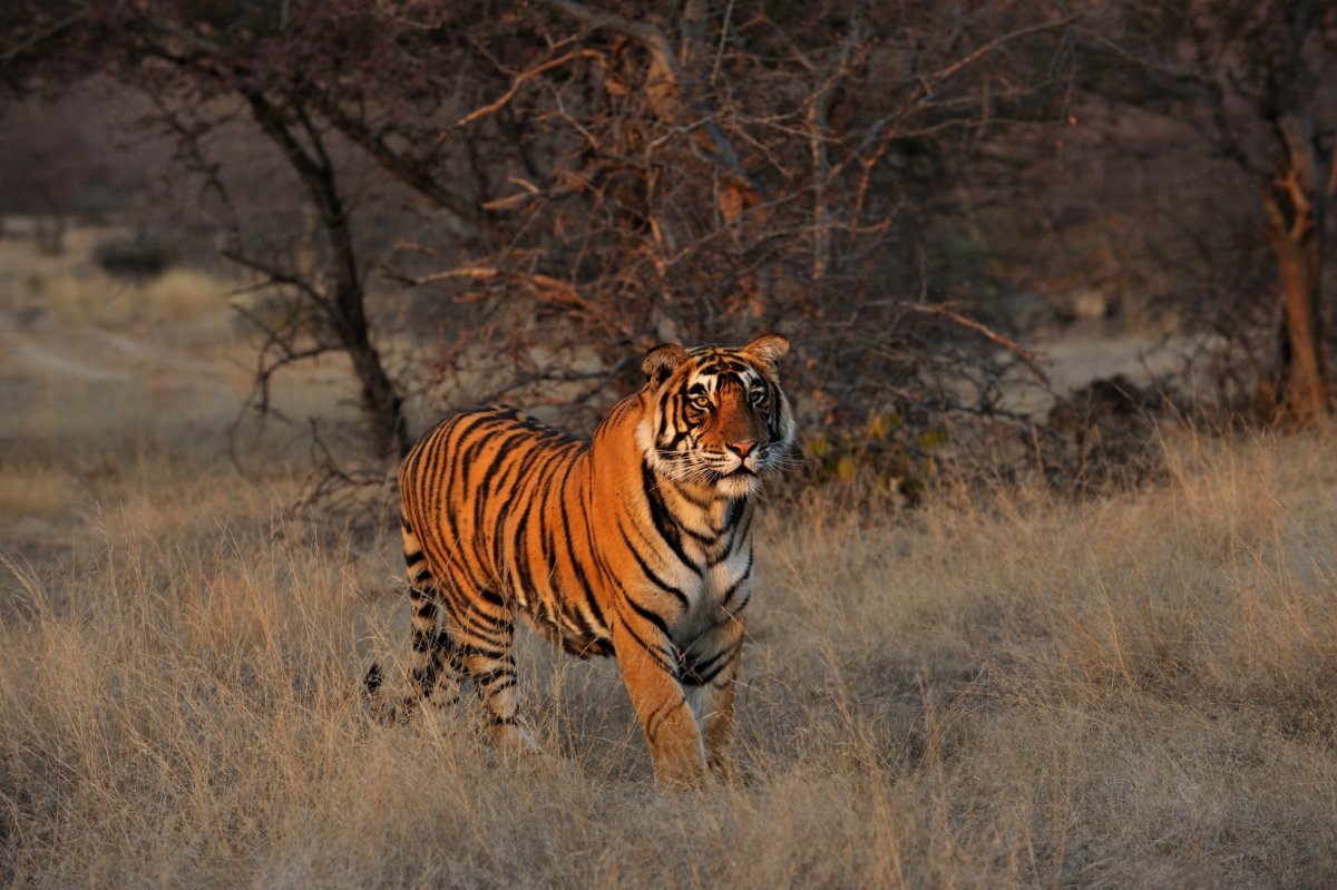 Тигр в Южной Африке