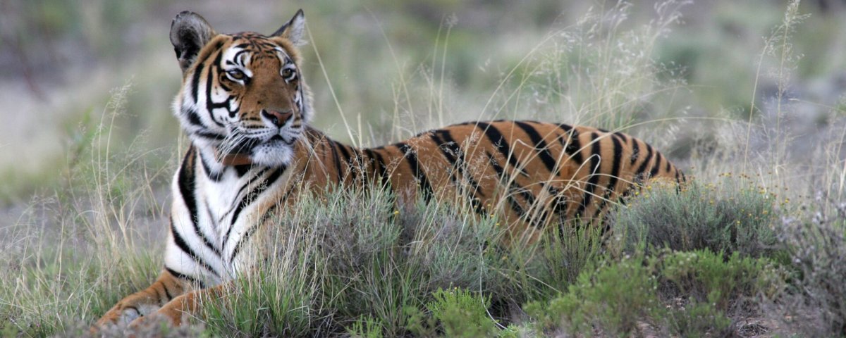 Panthera Tigris amoyensis