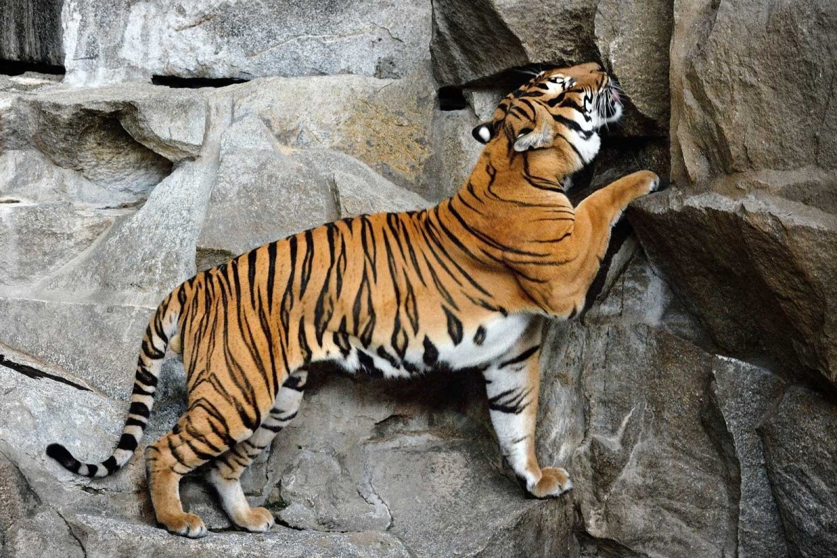 Индокита́йский тигр