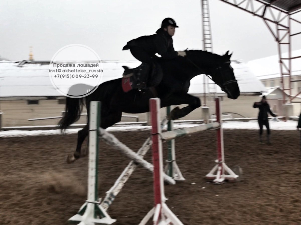 Койот агли жеребец голштинской породы кватро