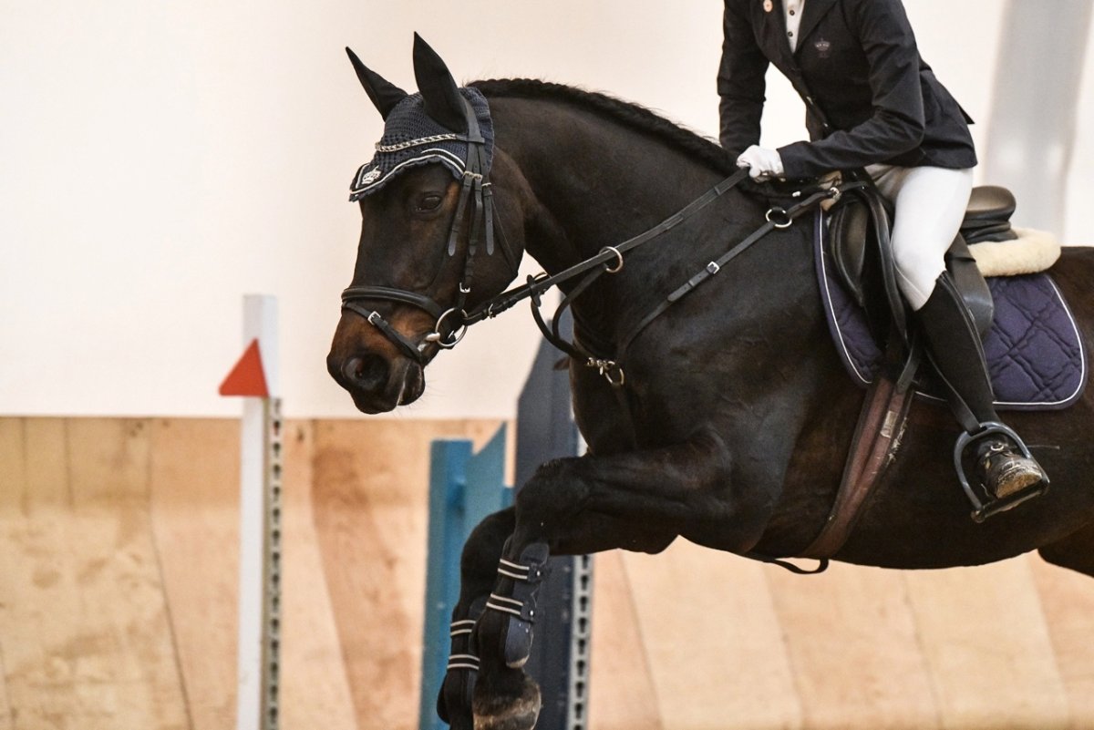 Верховые лошади