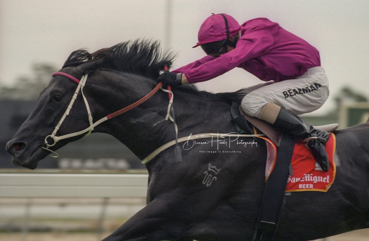 Шарп интейк чистокровная верховая