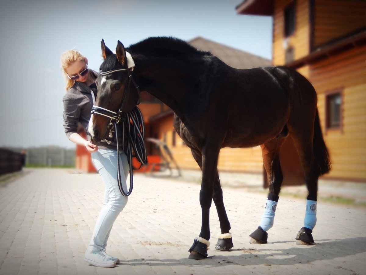 Контакт с лошадью в поводу