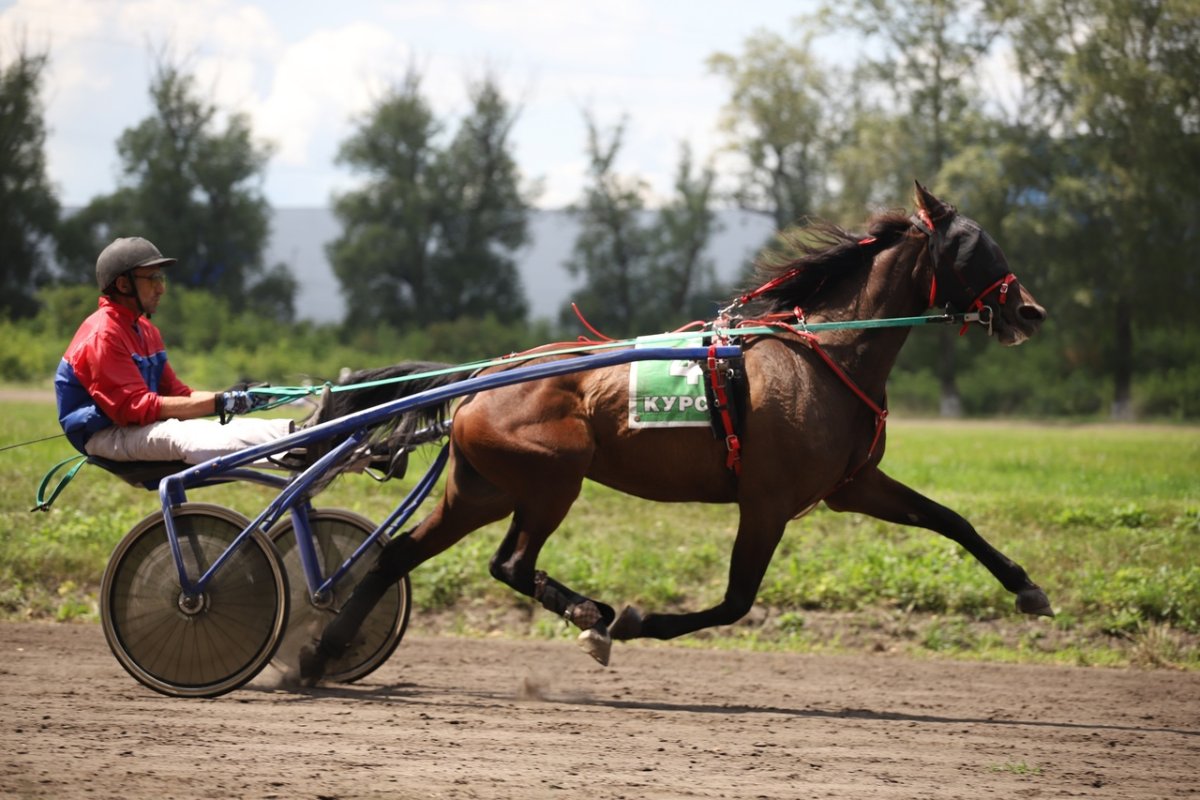 Лошадь Данил