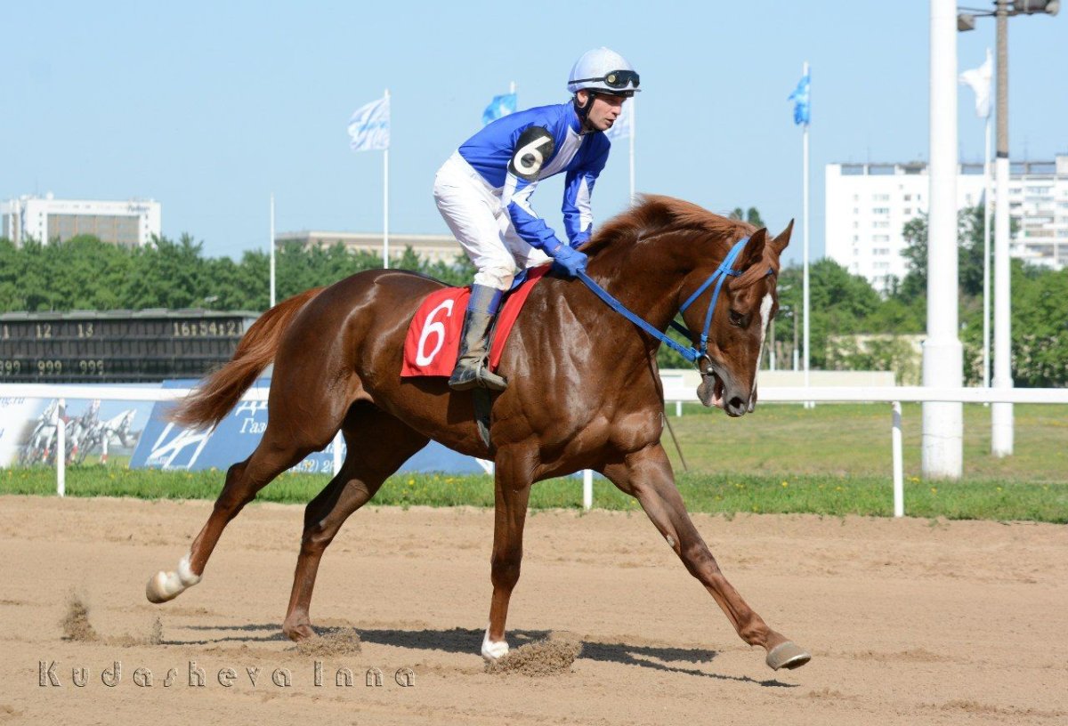 Конрад Лорд лошадь