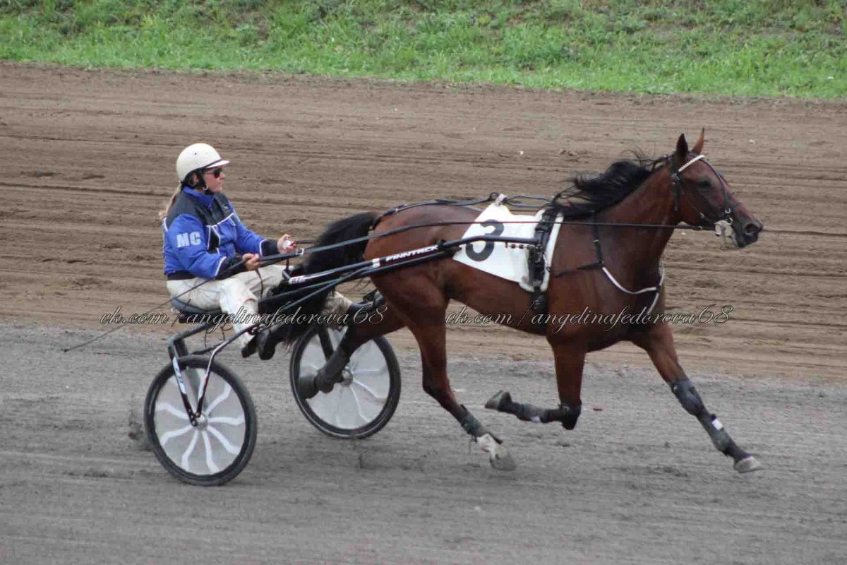 Прилежная лок кобыла