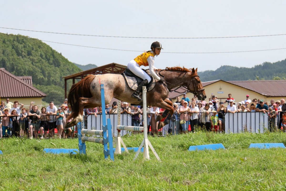 Лошади спорт